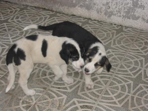 Mastines españoles,cachorros,150 Eur.