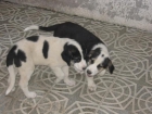 Mastines españoles,cachorros,150 Eur. - mejor precio | unprecio.es