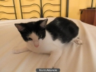Regalo gatita - mejor precio | unprecio.es