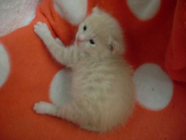 Regalo gatito