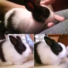 Vendo conejo enano - mejor precio | unprecio.es