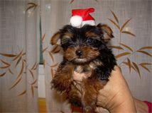 YORKSHIRE MINI TOY, CARLINO, WESTY, BULLDOG, PINSCHER, SHIH TUZ...