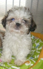 ¡Shih-tzu, preciosa camada! - Valencia - mejor precio | unprecio.es