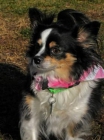 Bitsy es de seis años de edad chihuahua de pelo largo. - mejor precio | unprecio.es