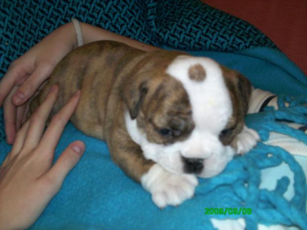 bulldog ingles cachorros