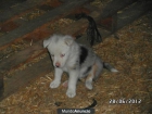 Cachorros de Border Collie - mejor precio | unprecio.es