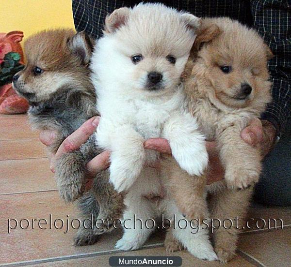 Cachorros de pomerania peludisimos