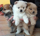 Cachorros de pomerania peludisimos - mejor precio | unprecio.es