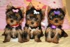 Cachorros , de yorkshire terrier, - mejor precio | unprecio.es