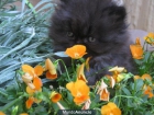 Preciosa camada de gatitos persas!200e - mejor precio | unprecio.es