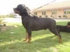 rottweiler para montas y camadas - mejor precio | unprecio.es