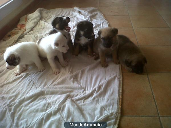 SE VENDEN CACHOROS