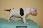 Ultimos cachorros de APBT (pitbull) - mejor precio | unprecio.es