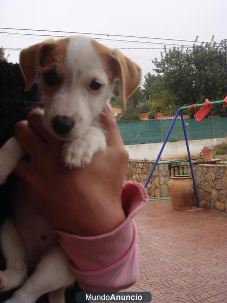 vendo jack russell terrier