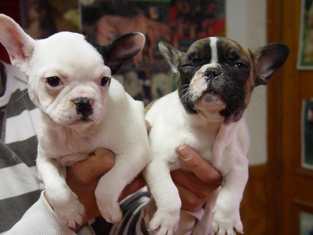cachorros de bulldog francés
