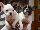 cachorros de bulldog francés - mejor precio | unprecio.es