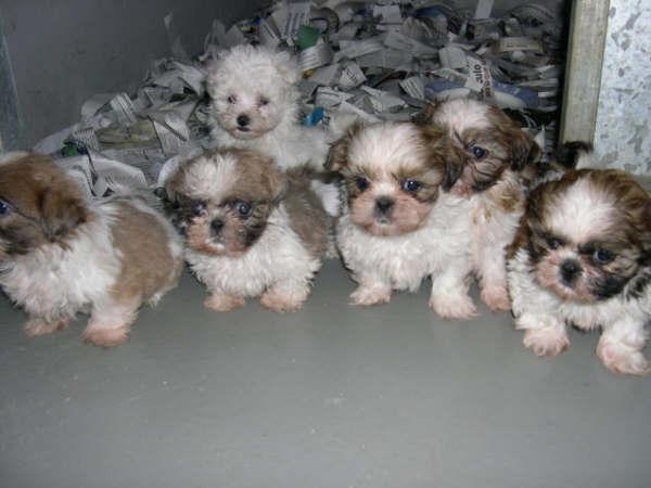 CACHORROS SHIH TZU 390 EUROS PEDIGREE