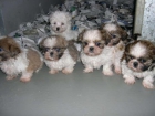 CACHORROS SHIH TZU 390 EUROS PEDIGREE - mejor precio | unprecio.es