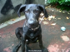 Regalo cachorro 8 meses Braco Alemán - Labrador negro en Barcelona - mejor precio | unprecio.es