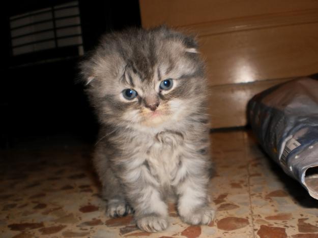 Se vende gatitos Higland fold (scottish fold x persa)