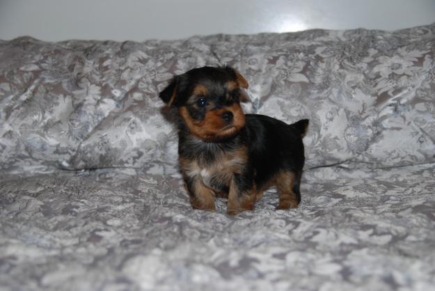 ULTIMOS CACHORRITOS DE YORKSHIRE