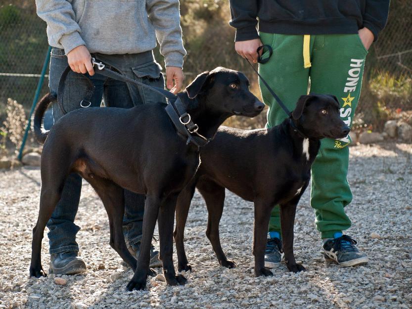 'cresto' , precioso perro en adopción