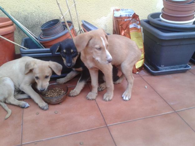 Cachorros en adopción