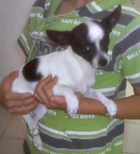 CHIHUAHUAS MUY ECONÓMICOS