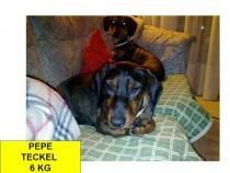 - ADOPTA, Teckel, ADOPTA, Teckel ---