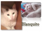 Blankito , gato que ha sobrevivido y merece lo mejor - mejor precio | unprecio.es
