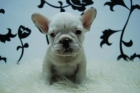 bull frances, en varios colores, seriedad , llame sin compromiso - mejor precio | unprecio.es