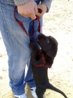 cachorros machos LABRADOR RETRIEVER - mejor precio | unprecio.es