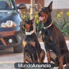 camada de doberman - mejor precio | unprecio.es