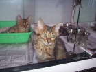 GATOS DE RAZA EN VENTA CACHORROS - mejor precio | unprecio.es