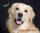 GOLDEN RETRIEVER MACHO PARA MONTA - mejor precio | unprecio.es