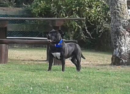 Staffordshire bull terrier para montas