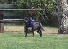 Staffordshire bull terrier para montas - mejor precio | unprecio.es