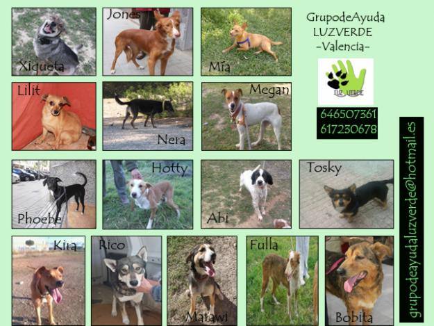 Perros en adopción