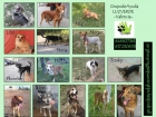 Perros en adopción - mejor precio | unprecio.es