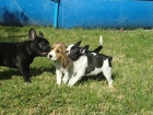 BULLDOG FRANCES . - mejor precio | unprecio.es