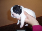 Bulldog frances con pedigree - mejor precio | unprecio.es