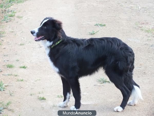 Cachorro Border Collie