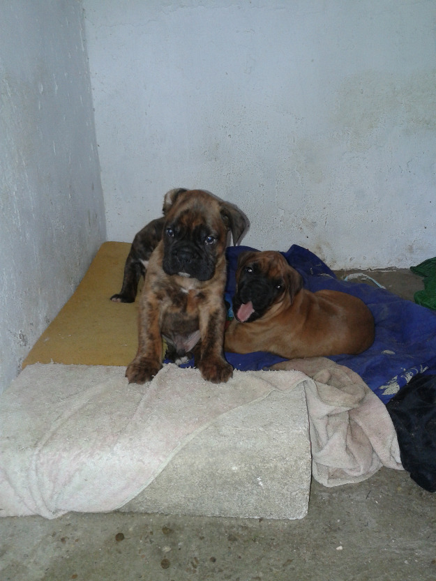 cachorros boxer