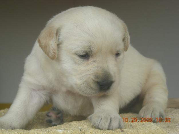 Cachorros de Labradores