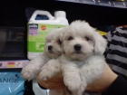 CACHORROS DE MALTES MINI, EXCELENTES 550 EUROS - mejor precio | unprecio.es