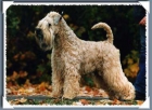 CAMADA DE IRSH SOFT COATED WHEATEN TERRIER - mejor precio | unprecio.es