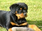 DO FONDO DO EIDO ROTTWEILERS - mejor precio | unprecio.es