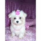EXCELENTE CAMADA DE BICHON MALTESE - mejor precio | unprecio.es