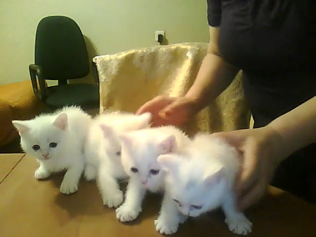 Gatitos british de color blanco como la nieve