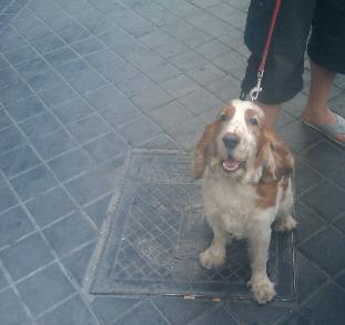 Regalo cocker spaniel